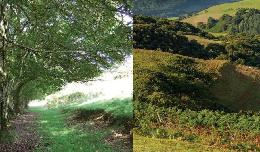 Dyfi Discovery Walk | Ceinws to Llanwrin Walk