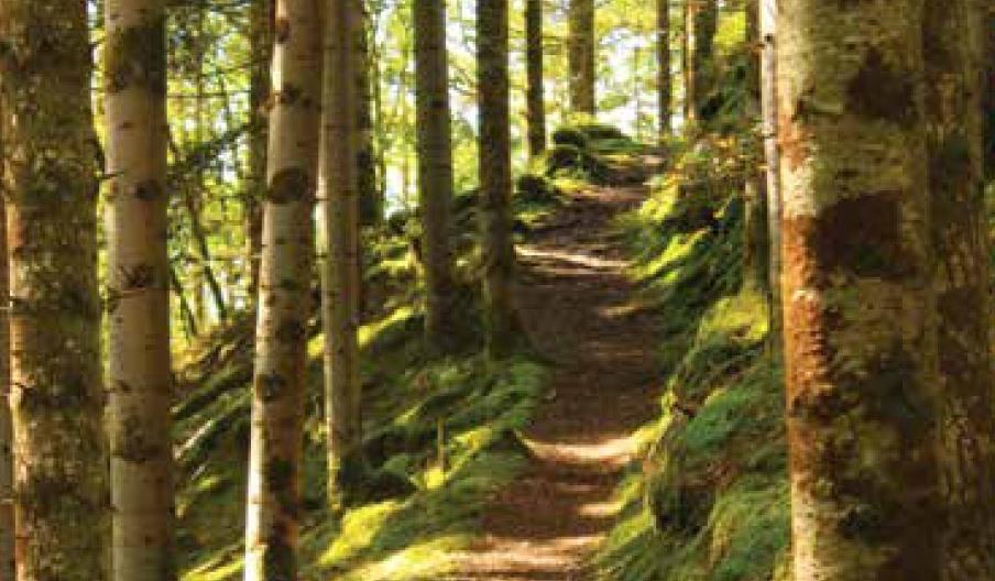 Coed Maen Arthur Trail