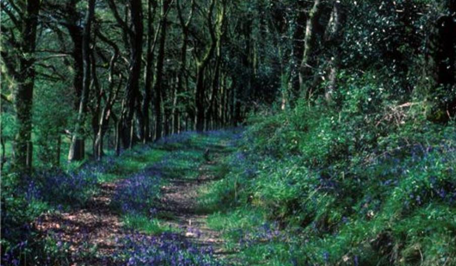 Coed y Foel Woodland and Countryside Walk