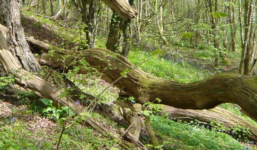 Cwm Byddog Nature Reserve