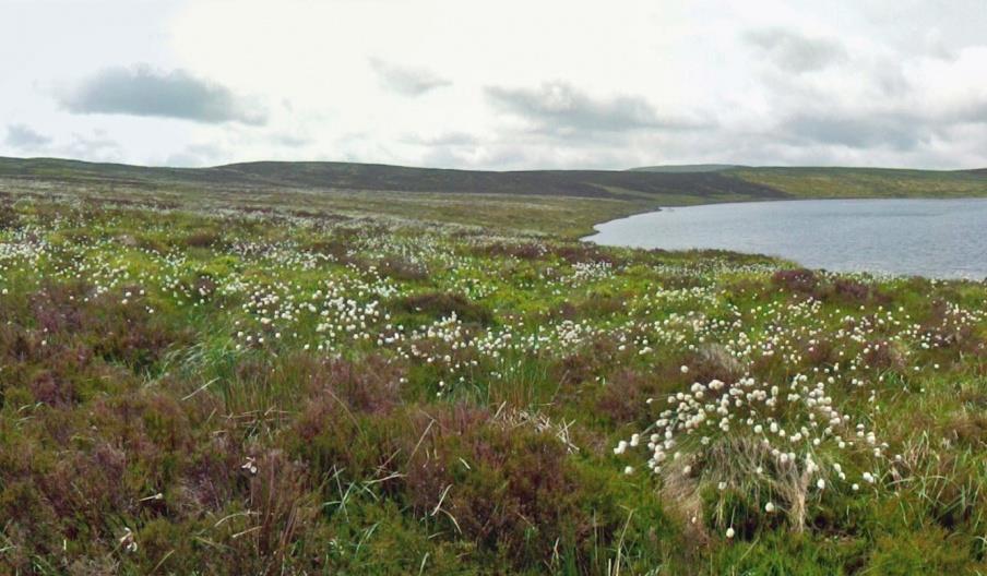 Glaslyn Nature Reserve