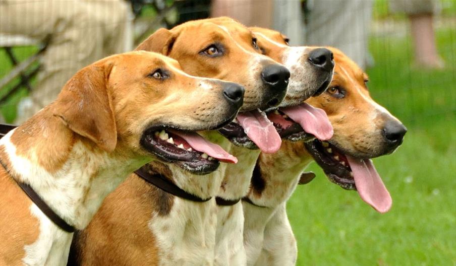 Wales and Border Counties Hounds Show