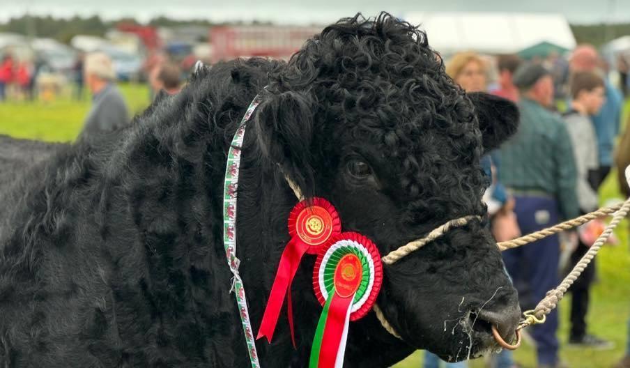 Sioe Sir Meirion / Meirioneth County Show