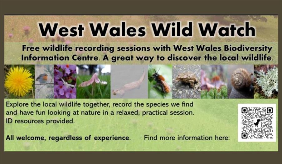 West Wales Wild Watch