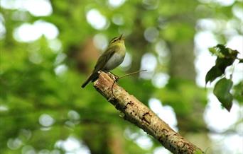 Woodland Birds