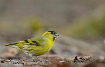 Siskin - Image Credit: Ben Andrew