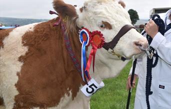 Cardigan County Show