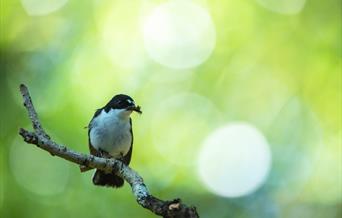 Pied Flycatcher - Image Credit: Ben Andrew