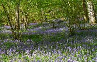 Coed Pendugwm Nature Reserve