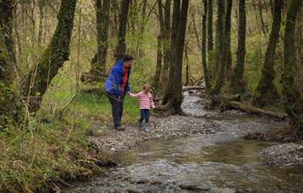 Cwm Rhaeadr Woodland