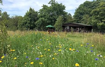 Wild Meadow Camping in Ceredigion - log cabin and meadow