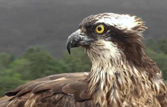 Glaslyn Ospreys | Mrs G