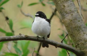 Pied flycatcher