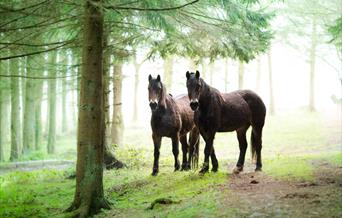 Trans Wales Trails