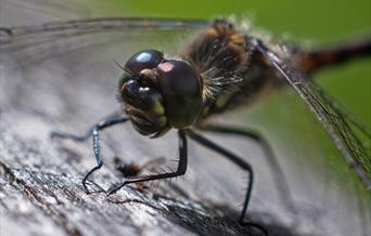 Dragonfly