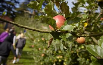 Apple weekend at Llanerchaeron