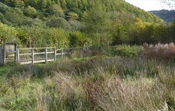 Burfa Bog Nature Reserve