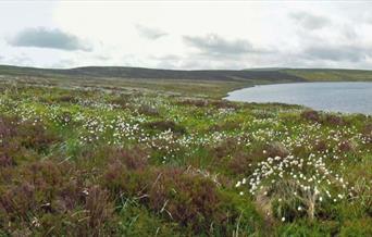 Glaslyn Nature Reserve