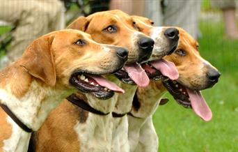 Wales and Border Counties Hounds Show