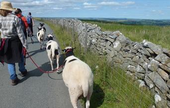 Jacob Sheep Trekking