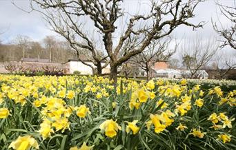 Llanerchaeron Springtime