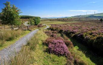 Llyn Brennig Walk