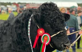 Sioe Sir Meirion / Meirioneth County Show