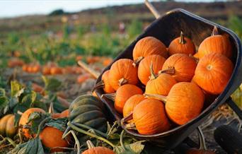 PYO Pumpkin Patch at Porth Farm