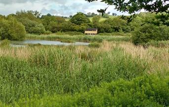 Pwll Penarth Nature Reserve