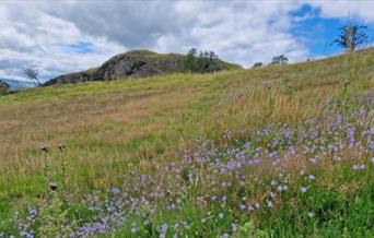 Roundton Hill Nature Reserve
