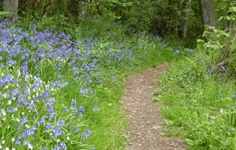 Bailey Einion Bluebells