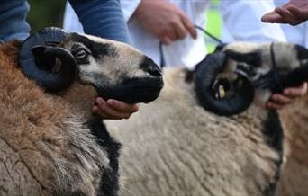 Sennybridge Show