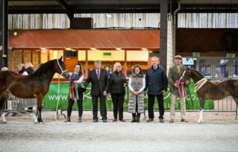 Welsh National Foal & Yearling Show