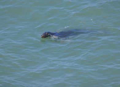 A grey seal swimming off Sarn Cynfelyn on the Ceredigion coast