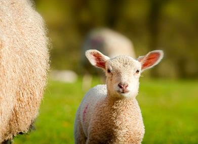 A lamb in a field in spring