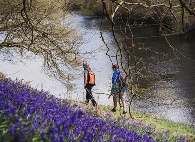 Two walkers beside a carpet of bluebells on the riverbank on Glyndŵr's Way near Llyn Clywedog