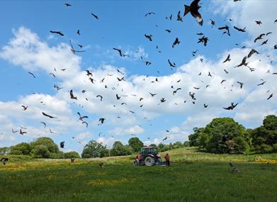 Dozens of red kites circling over a field at feeding time near Rhayader