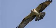 Dyfi Osprey in Flight Summer 2020