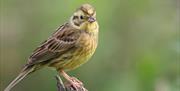 Yellowhammer - Image Credit: Tom Marshall