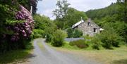 Drive up to Yr Hen Stablau leading to level entrance.  Facing south with spring flowers.