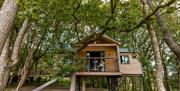 Ty Coedwig Treehouse in Powys - Luxury glamping in Wales with Unique Hideaways
