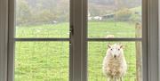 Brynglas Cottage near Brecon Beacons