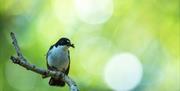 Pied Flycatcher - Image Credit: Ben Andrew