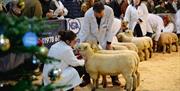 Royal Welsh Winter Show