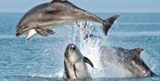 A group of four bottlenose dolphins pictured breaching the surface as they socialise near our dolphin spotting boats Ermol 5 and 6 during a trip along