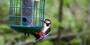 Yr Hen Stablau birdfeeder is a great attraction