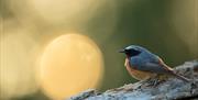 Redstart - Image Credit: Ben Andrew