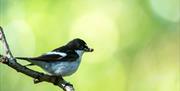 RSPB | Pied Flycatcher