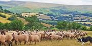 Learn the basic commands to work with a collie dog to move sheep around a farm.