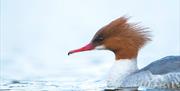 Goosander - Image Credit: Ben Andrew